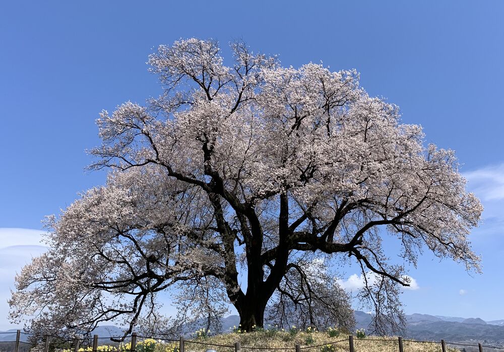 FF239616-6927-45B8-9C93-1EA93505CBAB
