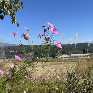 IMG_4332